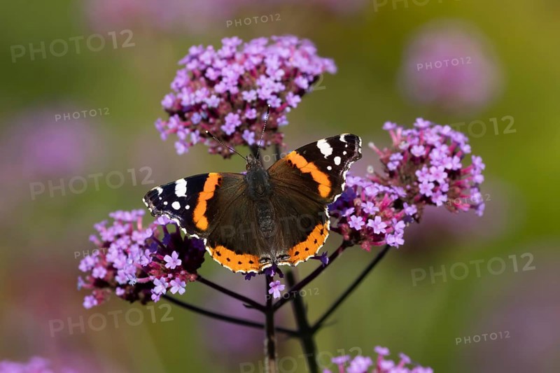 Red admiral butterfly (Vanessa atalanta) adult insect feeding on garden purple Verbena flowers in the summer, England, United Kingdom