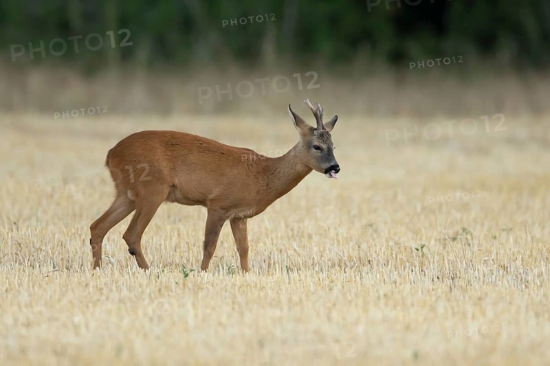 Roe deer (Capreolus capreolus) adult animal male roebuck in a farmland stubble field sticking its tongue out in summer, England, United Kingdom