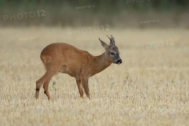 Roe deer (Capreolus capreolus) adult animal male roebuck in a farmland stubble field in summer, England, United Kingdom