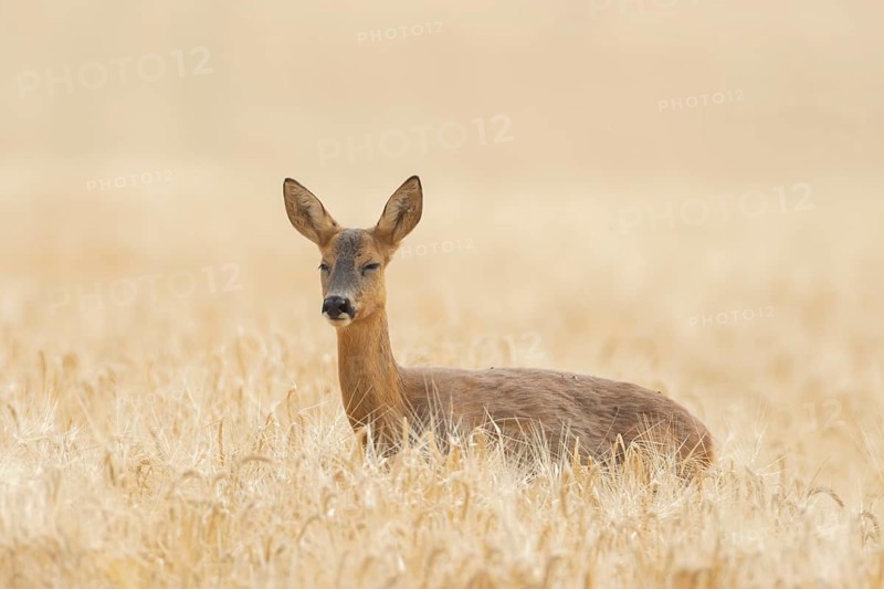 Roe deer (Capreolus capreolus) adult animal female doe in a farmland barley field with its eyes shut in summer, England, United Kingdom