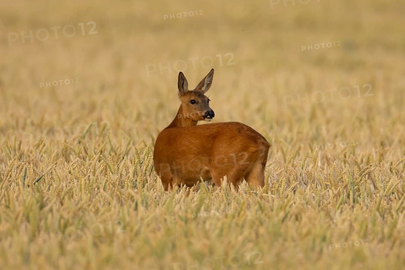 Roe deer (Capreolus capreolus) adult animal female doe in a farmland wheat field in summer, England, United Kingdom