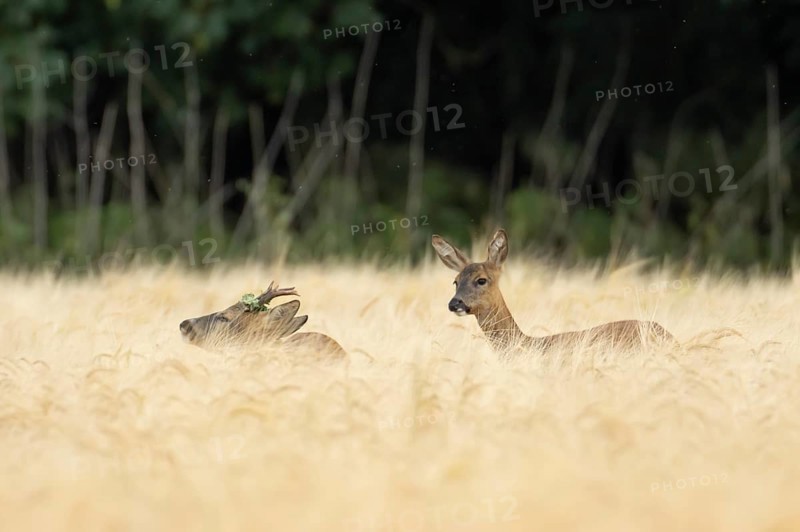 Roe deer (Capreolus capreolus) adult male roebuck and female doe two animals in a farmland barley field in summer, England, United Kingdom