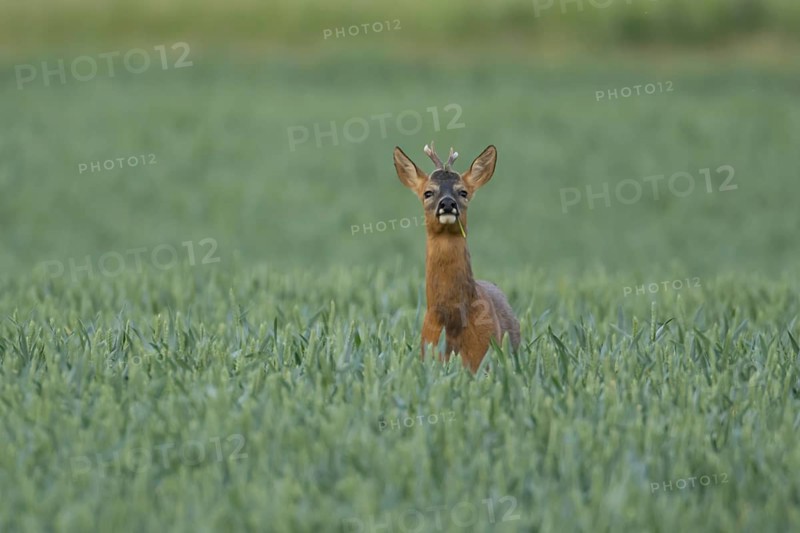 Roe deer (Capreolus capreolus) adult animal male roebuck in a farmland wheat field in summer, England, United Kingdom
