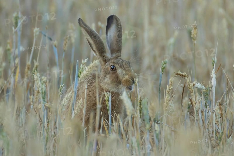 European brown hare (Lepus europaeus) adult animal in a farmland wheat field in summer, England, United Kingdom