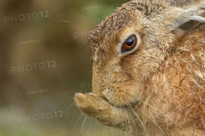 European brown hare (Lepus europaeus) adult animal washing its foot in summer, England, United Kingdom