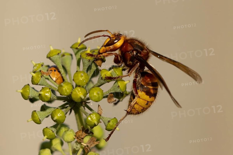 European hornet (Vespa crabro) adult wasp insect feeding on Ivy flowers in the summer, England, United Kingdom