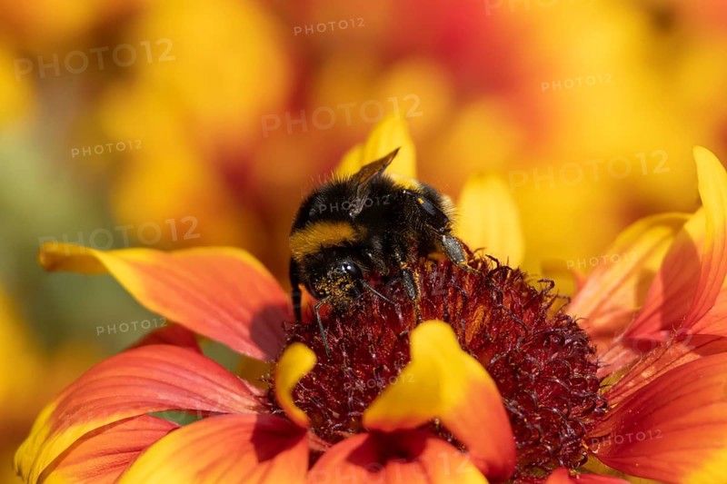 Buff tailed bumblebee (Bombus terrestris) adult bee insect feeding on garden Gaillardia flower in the summer, England, United Kingdom