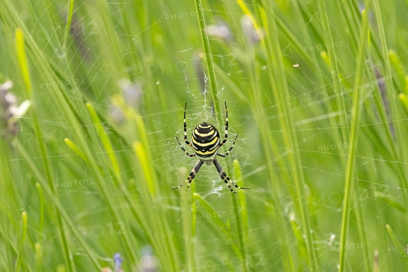 Wasp spider (Argiope bruennichi) adult in its web amongst lavender plants in the summer, England, United Kingdom