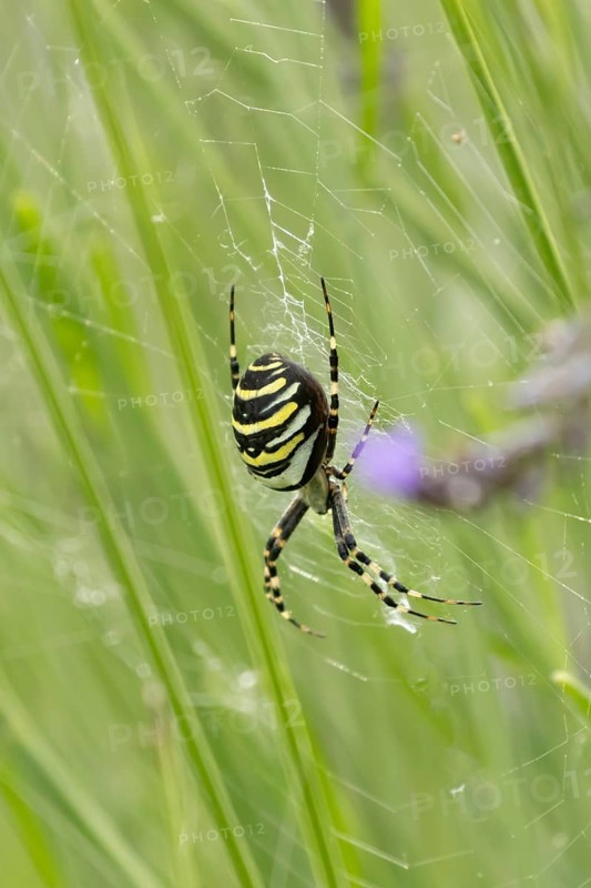 Wasp spider (Argiope bruennichi) adult in its web amongst lavender plants in the summer, England, United Kingdom
