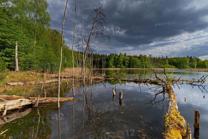 Schweingartensee in spring, lake in the Serrahn Hills, Serrahner Berge, Mecklenburgische Seenplatte district in Mecklenburg-Vorpommern, Germany