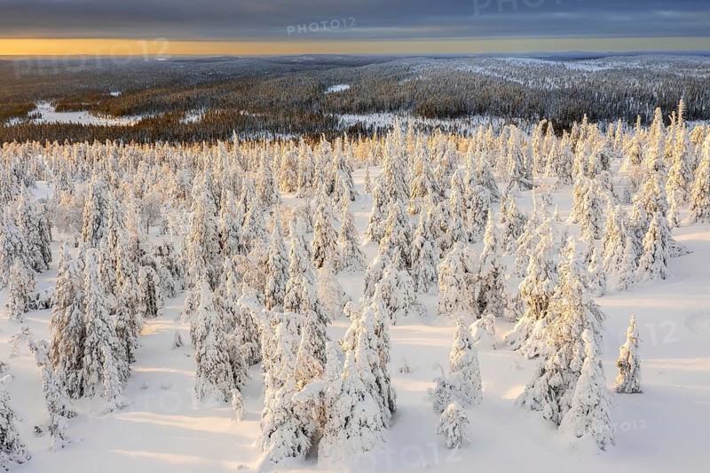 Aerial view over snow covered spruce trees on the taiga at sunset in winter, Riisitunturi National Park, Finnish Lapland, Posio, Koillismaa, Finland