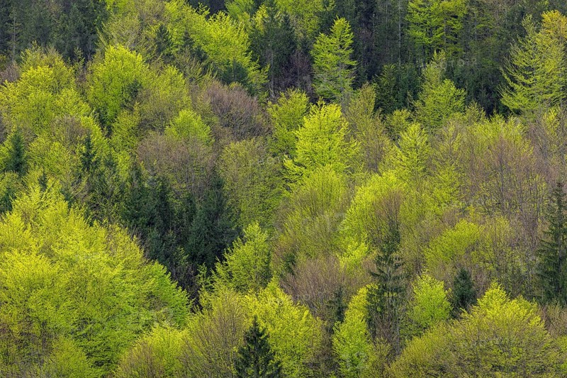 Aerial view over conifers and European beeches, common beech trees (Fagus sylvatica) showing canopy with new fresh leaves in mixed forest in spring