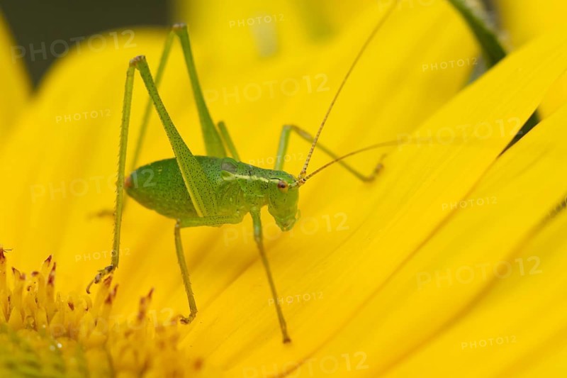 Speckled bush cricket (Leptophyes punctatissima) adult insect on a garden Sunflower flower in the summer, England, United Kingdom