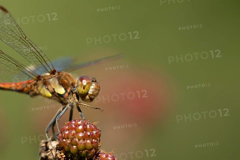 Common darter dragonfly (Sympetrum striolatum) adult insect resting on blackberries fruit in the summer, England, United Kingdom