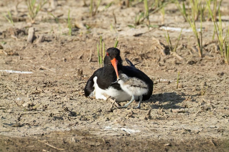 Eurasian oystercatcher (Haematopus ostralegus) adult wading bird seemingly adopted a Pied avocet (Recurvirostra avosetta) juvenile baby chick on an island in summer, RSPB Minsmere nature reserve, Suffolk, England, United Kingdom