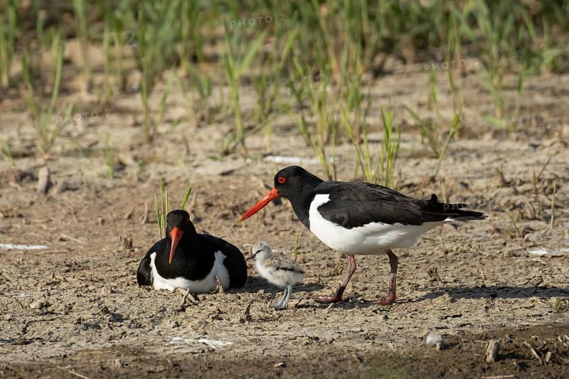 Eurasian oystercatcher (Haematopus ostralegus) two adult wading birds seemingly adopted a Pied avocet (Recurvirostra avosetta) juvenile baby chick on an island in summer, RSPB Minsmere nature reserve, Suffolk, England, United Kingdom