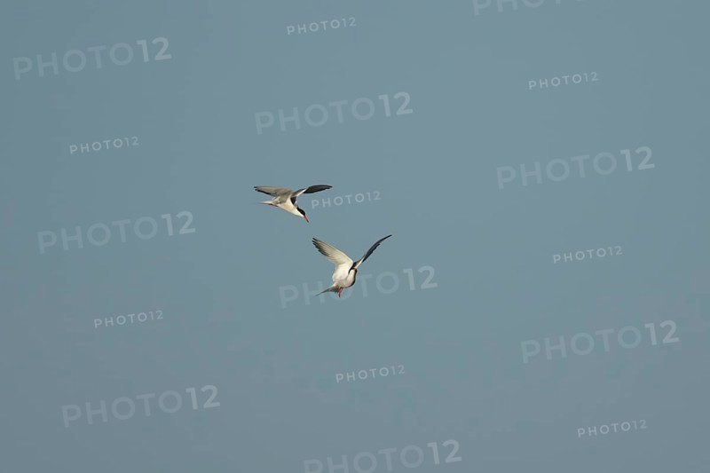 Common tern (Sterna hirundo) two adult birds displaying in flight in summer, England, United Kingdom