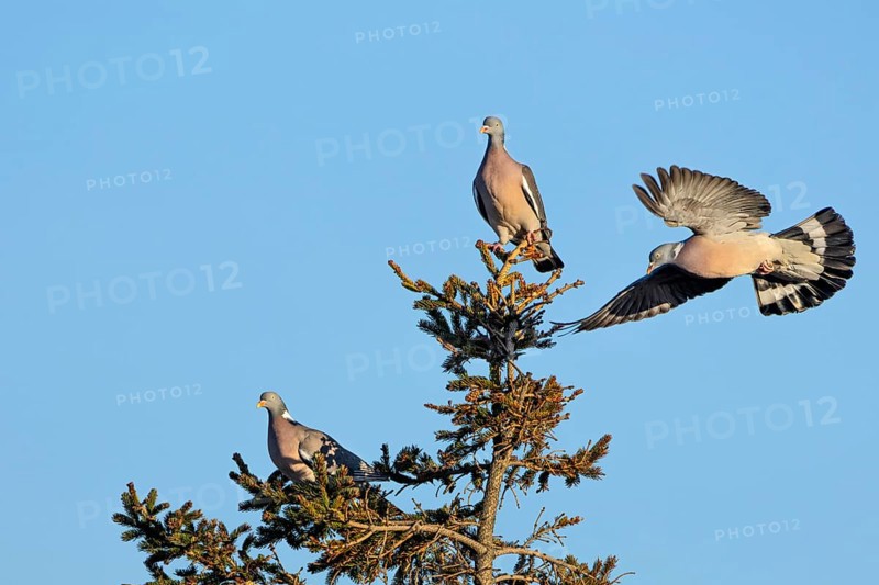 Wood pigeon (Columba palumbus) attacking an intruder, confrontation, courtship behaviour, aerial fight, Denmark