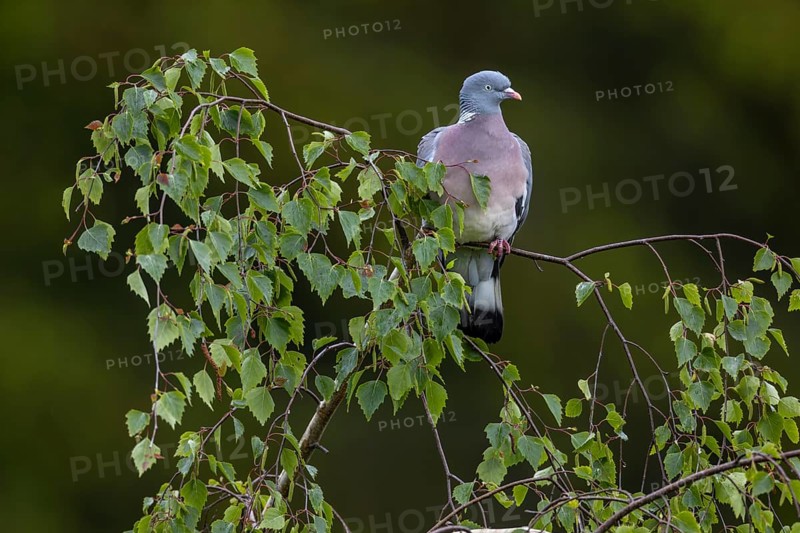 Wood pigeon (Columba palumbus) uses the branch of a birch tree as a perch, Germany