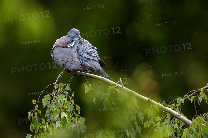 After the rain, the wood pigeon (Columba palumbus) immediately starts grooming its feathers, Germany