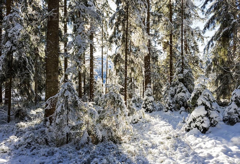 Snowy winter forest in morning sunlight, Mondseeland, Salzkammergut, Upper Austria, Austria