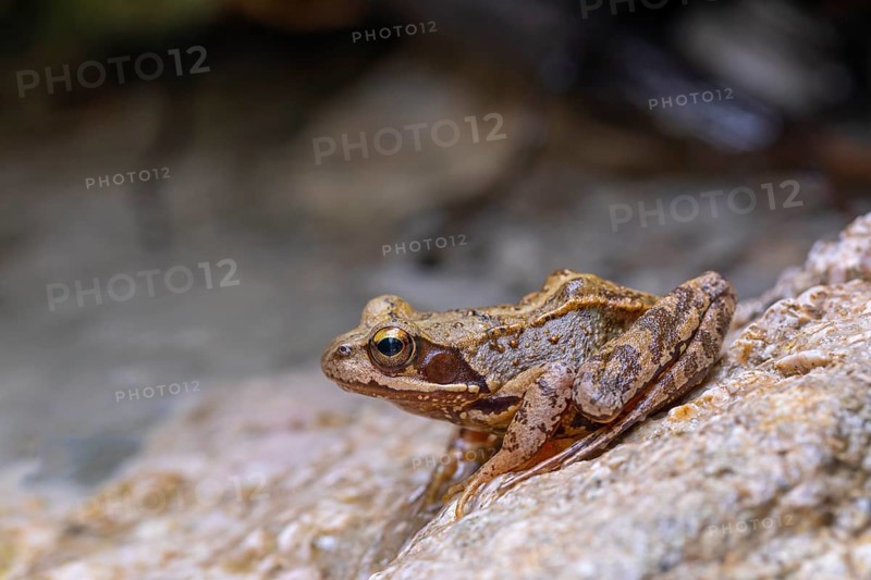 The Common Frog (Rana temporaria) near Bad Reichenhall in the Alps. The Common Frog in the clear water of the mountain stream
