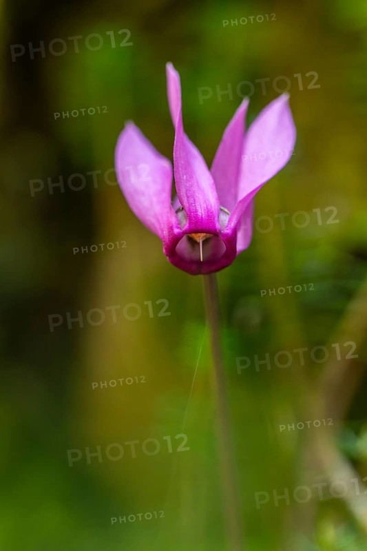Delicate cyclamen blossom in Bad Reichenhall. Close-up of flowers on hiking trail in the Alps