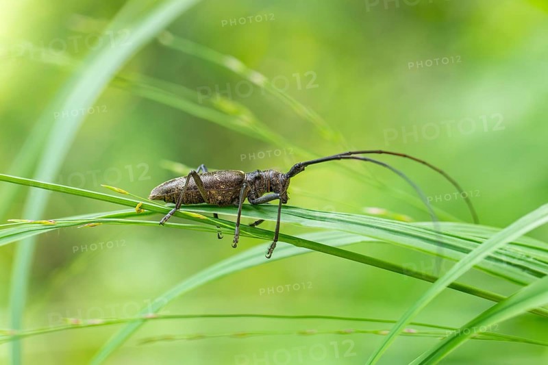 Close-up of a monochrome longhorn buck on a blade of grass in a natural setting. Bad Reichenhall, Germany