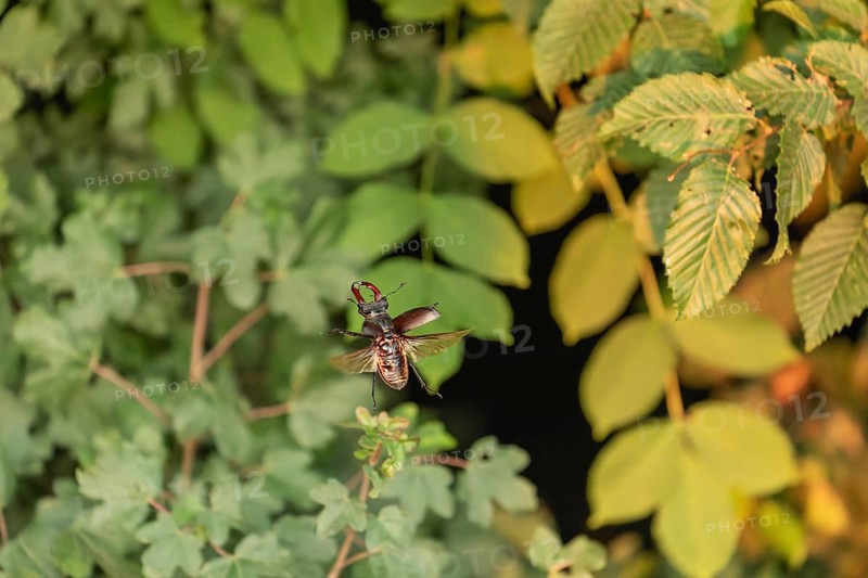 Stag beetle hovers in the trees of the Voralb at sunset
