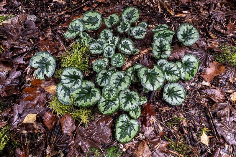 Early spring cyclamen (Cyclamen coum), Emsland, Lower Saxony, Germany