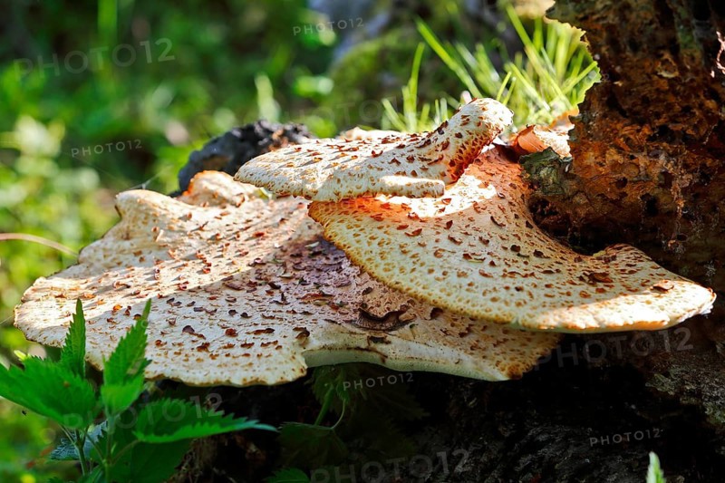 Scaly stem porling (Cerioporus squamosus) on dead wood, Peene Valley nature park Park, Mecklenburg-Western Pomerania, Germany
