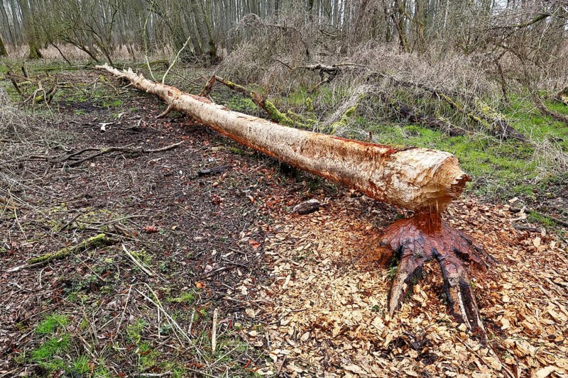 Beaver (Castor fibre), tree felled by a beaver, activities of a beaver, beaver cutting, Peene Valley nature park Park, Mecklenburg-Western Pomerania, Germany