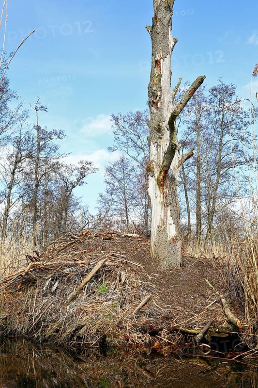 Beaver (Castor fibre), castle of a beaver on the banks of the Peene, dwelling of a beaver, Peene Valley nature park Park, Mecklenburg-Western Pomerania, Germany
