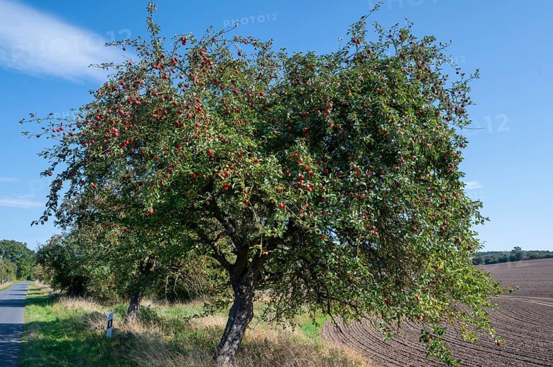 Apple tree (Malus) with ripe fruit on a village street, Othenstorf, Mecklenburg-Vorpommern, Germany