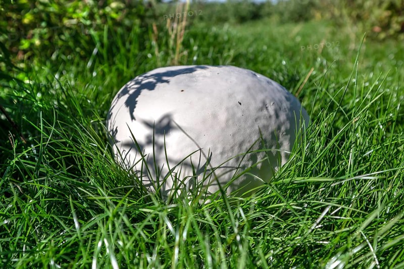Giant bovist, approx. 50 cm in diameter, in a meadow, Mecklenburg-Western Pomerania, Germany