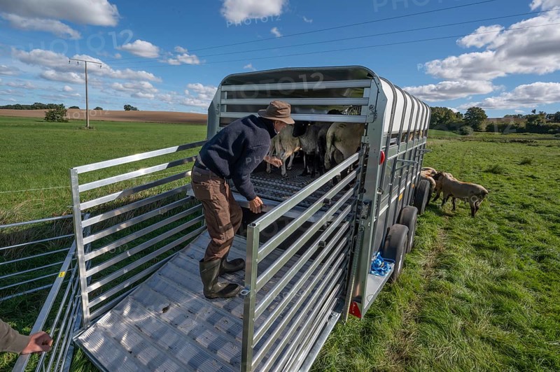 Shepherd loading his sheep into the two-story animal transporter, in the pasture, Rehna, Mecklenburg. -Vorpommern, Germany