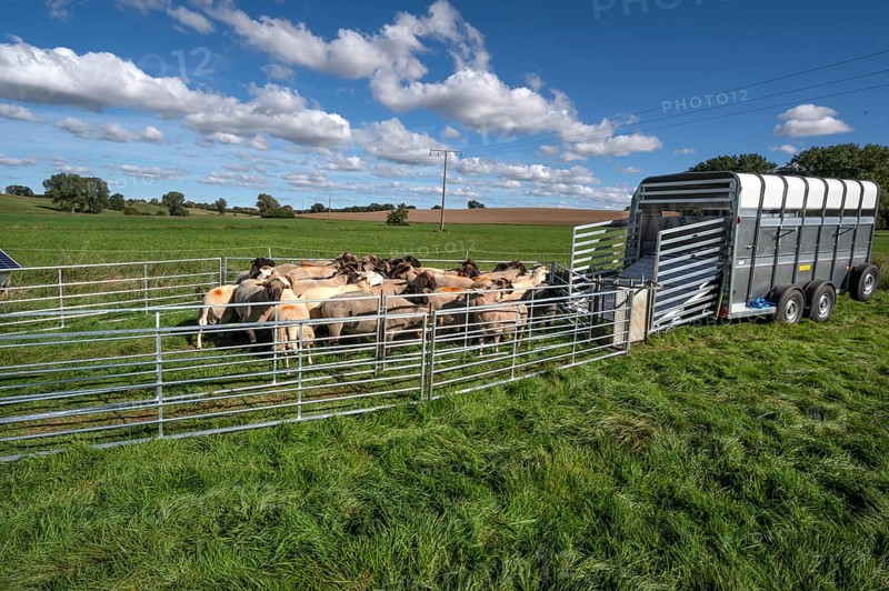 Sheep in Ferch in front of loading on pasture, Rehna, Mecklenburg-Western Pomerania, Germany
