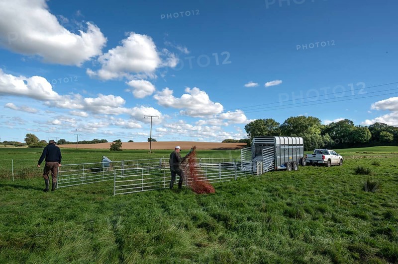 Shepherds build a ferch and prepare sheep load with a double-decker animal transporter on the pasture, Rehna, Mecklenburg-Vorpommenrn, Germany