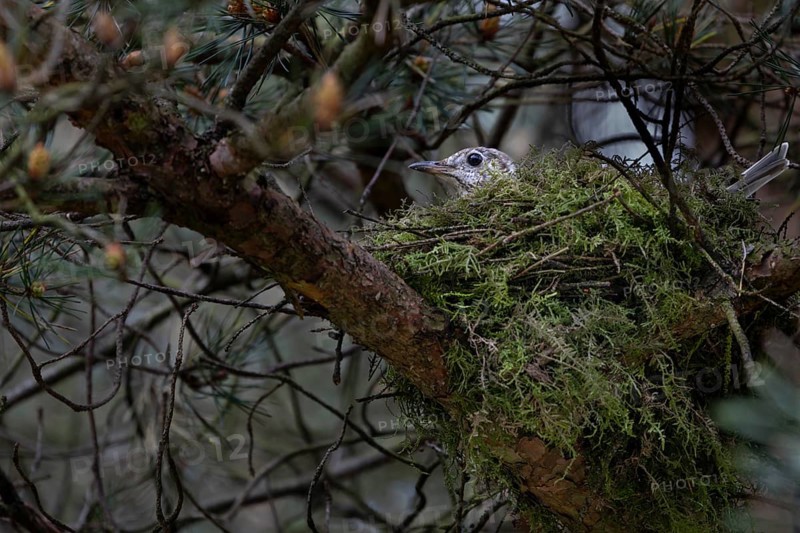 Mistle thrush (Turdus viscivorus) sits brooding on the clutch, nest, Denmark