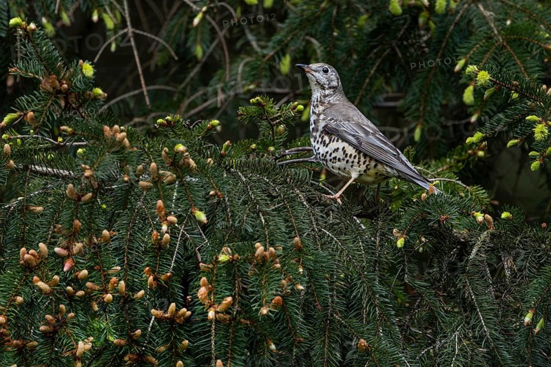 Mistle thrush (Turdus viscivorus) in its typical habitat, it is an inhabitant of coniferous forests, Denmark