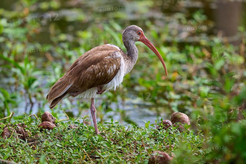 A bird with a long beak stands in a green, marshy environment near water, Snowy Ibis (Eudocimus albus), juvenile, spring, Orlando Wetlands, Christmas, Florida, USA