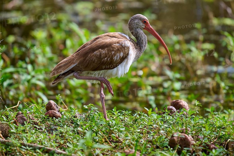 A bird stands on one leg in a lush green environment with a red beak, Snowy Ibis (Eudocimus albus), juvenile, spring, Orlando Wetlands, Christmas, Florida, USA