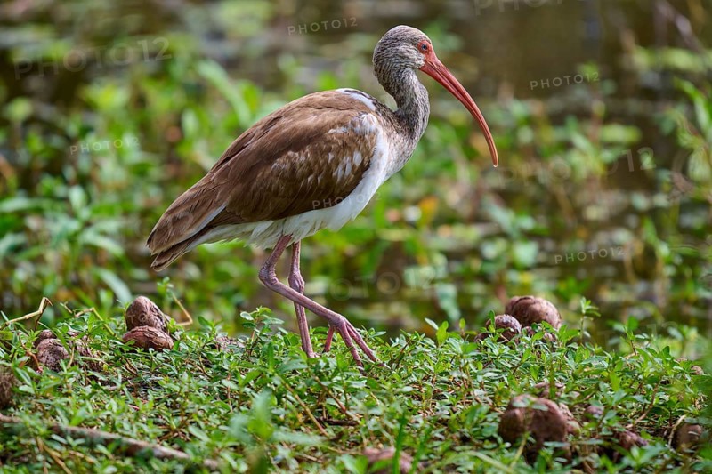 A bird with a long red beak roams a green, marshy landscape, Snowy Ibis (Eudocimus albus), juvenile, spring, Orlando Wetlands, Christmas, Florida, USA