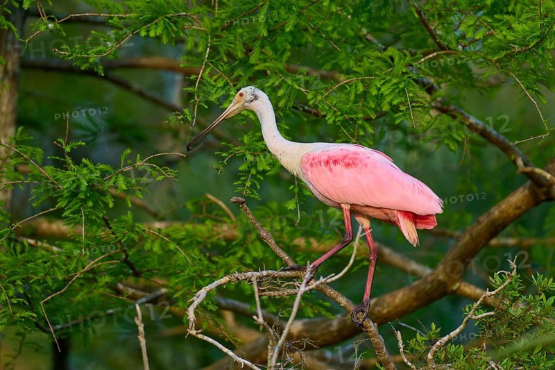 A roseate spoonbill with pink plumage stands on a branch in the dense jungle, Roseate spoonbill (Ajaja ajaja), Orlando Wetlands, Christmas, Florida, USA