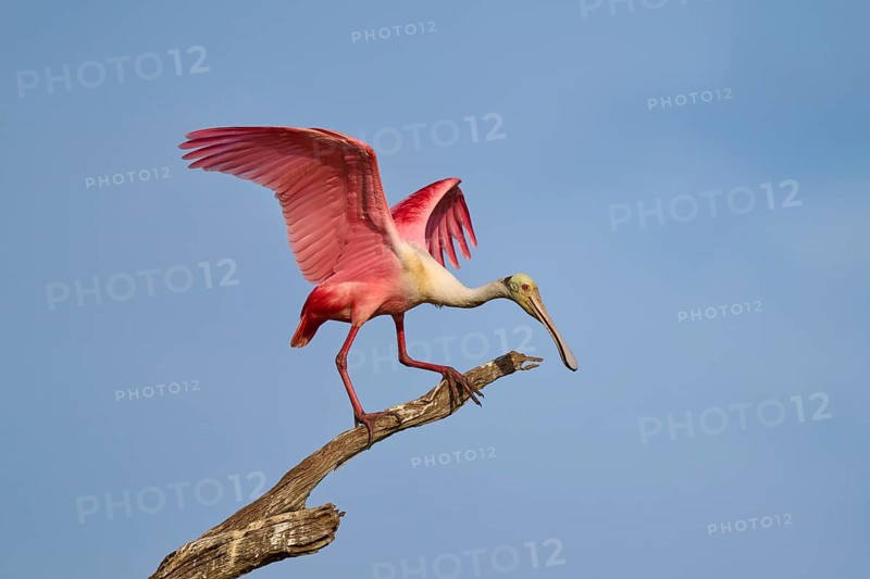 A Roseate Spoonbill with raised wings on a branch against the blue sky, Roseate Spoonbill (Ajaja ajaja), Orlando Wetlands, Christmas, Florida, USA