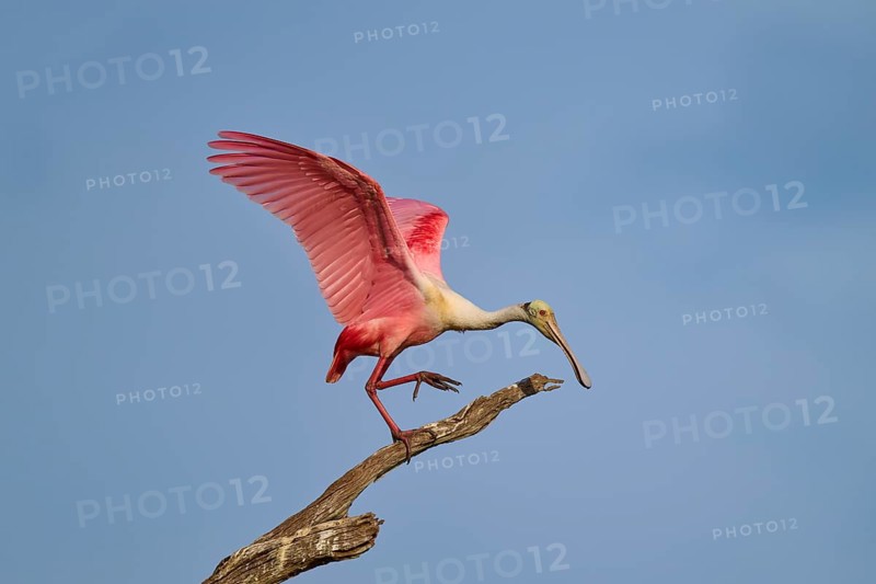 A roseate spoonbill with open wings standing on a branch, roseate spoonbill (Ajaja ajaja), Orlando Wetlands, Christmas, Florida, USA