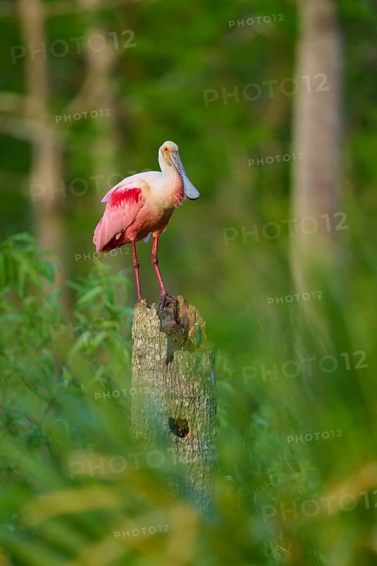 A Roseate Spoonbill standing on a tree stump in the jungle, Roseate Spoonbill (Ajaja ajaja), Orlando Wetlands, Christmas, Florida, USA