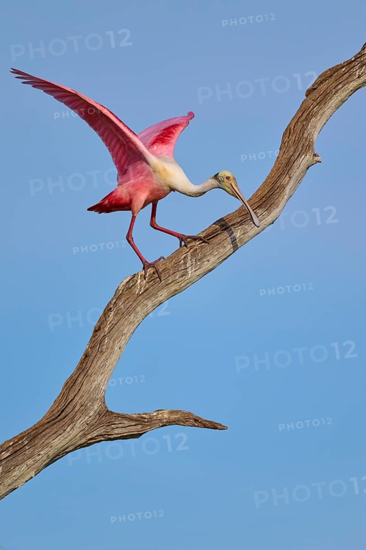 A Roseate Spoonbill spreads its wings on a dry branch in front of a blue sky, Roseate Spoonbill (Ajaja ajaja), Orlando Wetlands, Christmas, Florida, USA