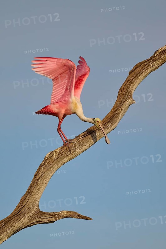 A Roseate Spoonbill with raised wings on a dry branch against the sky, Roseate Spoonbill (Ajaja ajaja), Orlando Wetlands, Christmas, Florida, USA