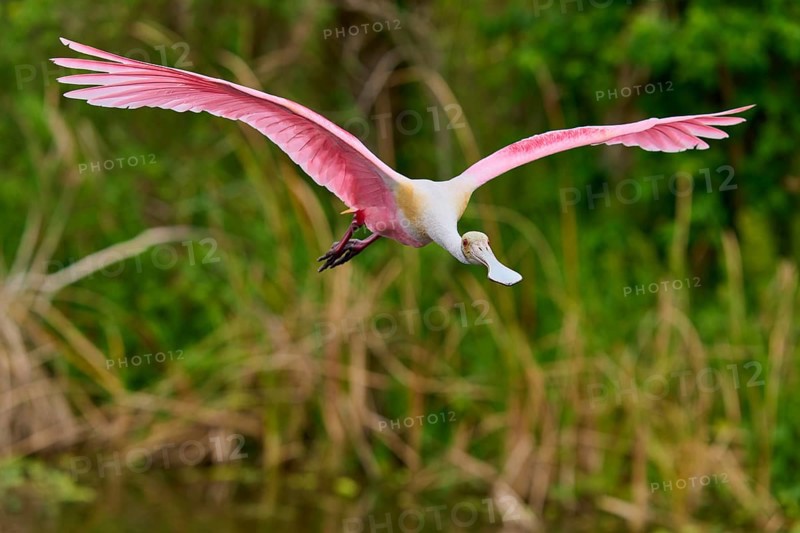 A Roseate Spoonbill flies over a swamp with lush greenery, Roseate Spoonbill (Ajaja ajaja), Orlando Wetlands, Christmas, Florida, USA